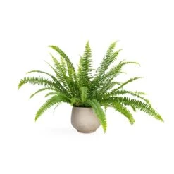 Nephrolepis Exaltata Bostoniensis - Boston Fern 29 Nephrolepis Exaltata Bostoniensis - Boston Fern -Hortology Plants Shop Nephrolepis exaltata Bostoniensis Boston Fern 12x30cm Mini Pixie Plant Pot Grey Washed 18x15cm