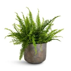 Saar Plant Pot - Earth Cement 33 Saar Plant Pot - Earth Cement -Hortology Plants Shop Nephrolepis exaltata Bostoniensis Boston Fern 12x30cm Saar Plant Pot Earth Cement 16x15cm