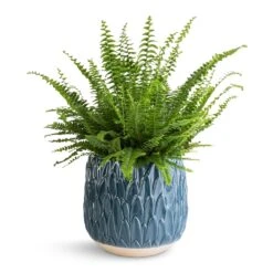 Nephrolepis Exaltata Bostoniensis - Boston Fern 39 Nephrolepis Exaltata Bostoniensis - Boston Fern -Hortology Plants Shop Nephrolepis exaltata Bostoniensis Boston Fern 17x40cm Arles Leaf Plant Pot Teal 20x20cm