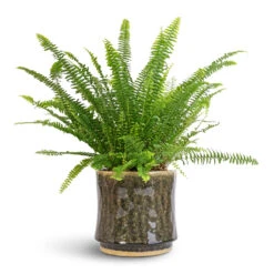 Nephrolepis Exaltata Bostoniensis - Boston Fern 28 Nephrolepis Exaltata Bostoniensis - Boston Fern -Hortology Plants Shop Nephrolepis exaltata Bostoniensis Boston Fern 17x40cm Nolan Plant Pot Pine 21x20cm