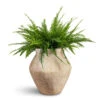 Nephrolepis Exaltata Bostoniensis - Boston Fern -Hortology Plants Shop Nephrolepis exaltata Bostoniensis Boston Fern 19x50cm Fleuri Mineral Planter Travertine 46x46cm