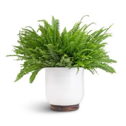 Nephrolepis Exaltata Bostoniensis - Boston Fern 34 Nephrolepis Exaltata Bostoniensis - Boston Fern -Hortology Plants Shop Nephrolepis exaltata Bostoniensis Boston Fern 19x50cm Jayla Plant Pot White 27x25cm