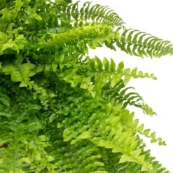 Nephrolepis Exaltata Bostoniensis - Boston Fern 24 Nephrolepis Exaltata Bostoniensis - Boston Fern -Hortology Plants Shop Nephrolepis exaltata Bostoniensis Boston Fern Leaves
