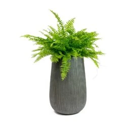 Patt High Ridged Planter - Dark Grey -Hortology Plants Shop Nephrolepis exaltata Bostoniensis Boston Fern Patt High Plant Vase Ridged Dark Grey 72426f50 1d8d 409c b712 c400f9c87047