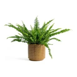 Nephrolepis Exaltata Bostoniensis - Boston Fern 40 Nephrolepis Exaltata Bostoniensis - Boston Fern -Hortology Plants Shop Nephrolepis exaltata Bostoniensis Boston Fern Thies Plant Pot Mustard 5c4d2b0b 1611 4b4a a1fd b010cc00fc77