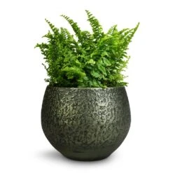 Noor Plant Pot - Velvet Green 36 Noor Plant Pot - Velvet Green -Hortology Plants Shop Nephrolepis exaltata Vitale Compact Sword Fern 12x20cm Noor Plant Pot Velvet Green 16x13cm 346610c6 9d51 4936 af7c 4ab20709583b