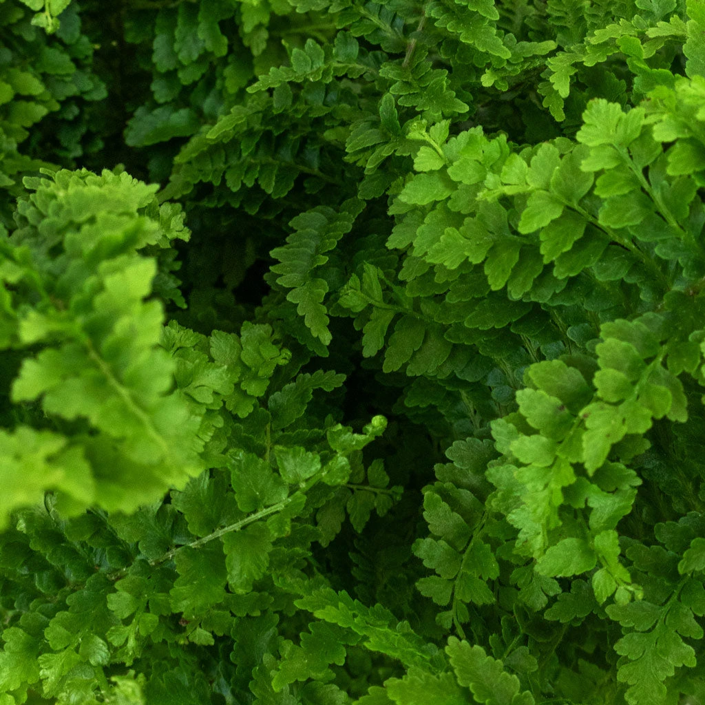 Nephrolepis Exaltata Vitale - Compact Sword Fern 4 Nephrolepis Exaltata Vitale - Compact Sword Fern - Image 2