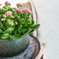 Noor Plant Bowl - Velvet Green -Hortology Plants Shop Noor Plant Bowl Velvet Green 1