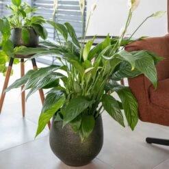 Noor Plant Pot - Velvet Green 38 Noor Plant Pot - Velvet Green -Hortology Plants Shop Noor Plant Pot Velvet Green 2