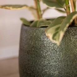 Noor Plant Pot - Velvet Green 28 Noor Plant Pot - Velvet Green -Hortology Plants Shop Noor Plant Pot Velvet Green 3