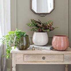 Nova Plant Pot - Cream 14 Nova Plant Pot - Cream -Hortology Plants Shop Nova Plant Pot Rose 23 x 18cm 2