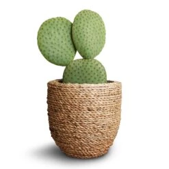 Cody Plant Pot - Straw Grass -Hortology Plants Shop Opuntia microdasys Bunny Ear Cactus 10.5x15cm Cody Plant Pot Straw Grass 3b3d646c 600a 49ac b3eb b6630979e44a