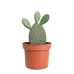 Opuntia Microdasys - Bunny Ear Cactus -Hortology Plants Shop Opuntia microdasys Bunny Ear Cactus 12x20cm 2