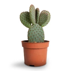 Opuntia Microdasys - Bunny Ear Cactus -Hortology Plants Shop Opuntia microdasys Bunny Ear Cactus 12x20cm