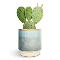 Copenhagen Plant Pot - Aqua 19 Copenhagen Plant Pot - Aqua -Hortology Plants Shop Opuntia microdasys Bunny Ear Cactus 12x30cm Copenhagen Plant Pot Aqua 13.5x14cm 1