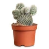Opuntia Microdasys - Bunny Ear Cactus 1 Opuntia Microdasys - Bunny Ear Cactus -Hortology Plants Shop Opuntia microdasys Bunny Ears 12x30cm 2