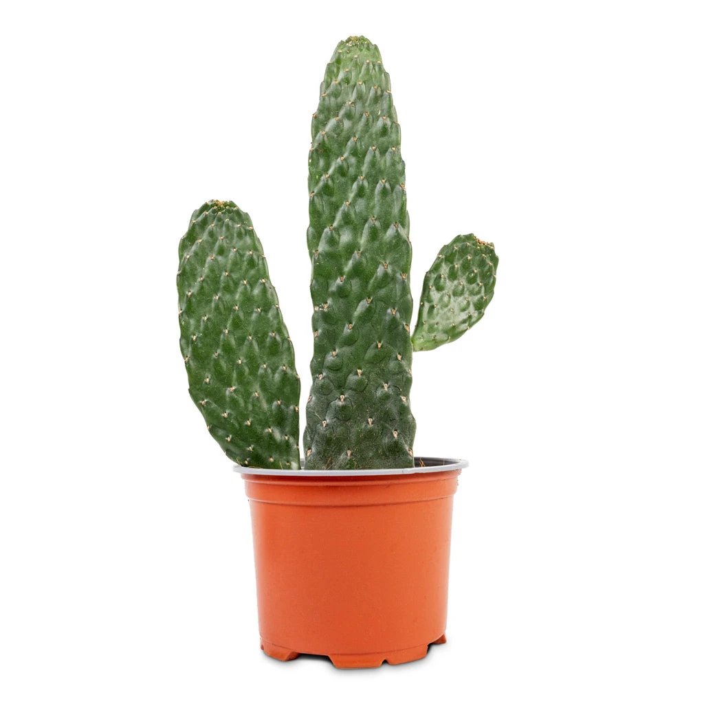 Opuntia Rubescens Consolea - Road Kill Cactus 7 Opuntia Rubescens Consolea - Road Kill Cactus - Image 5