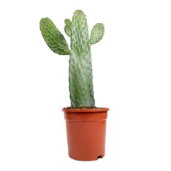 Opuntia Rubescens Consolea - Road Kill Cactus 14 Opuntia Rubescens Consolea - Road Kill Cactus -Hortology Plants Shop Opuntia rubescens Consolea Road Kill Cactus 17x35cm