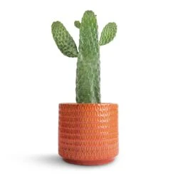 Flor Plant Pot - Orange 28 Flor Plant Pot - Orange -Hortology Plants Shop Opuntia rubescens Consolea Road Kill Cactus 17x35cm Flor Plant Pot Orange 21x19cm