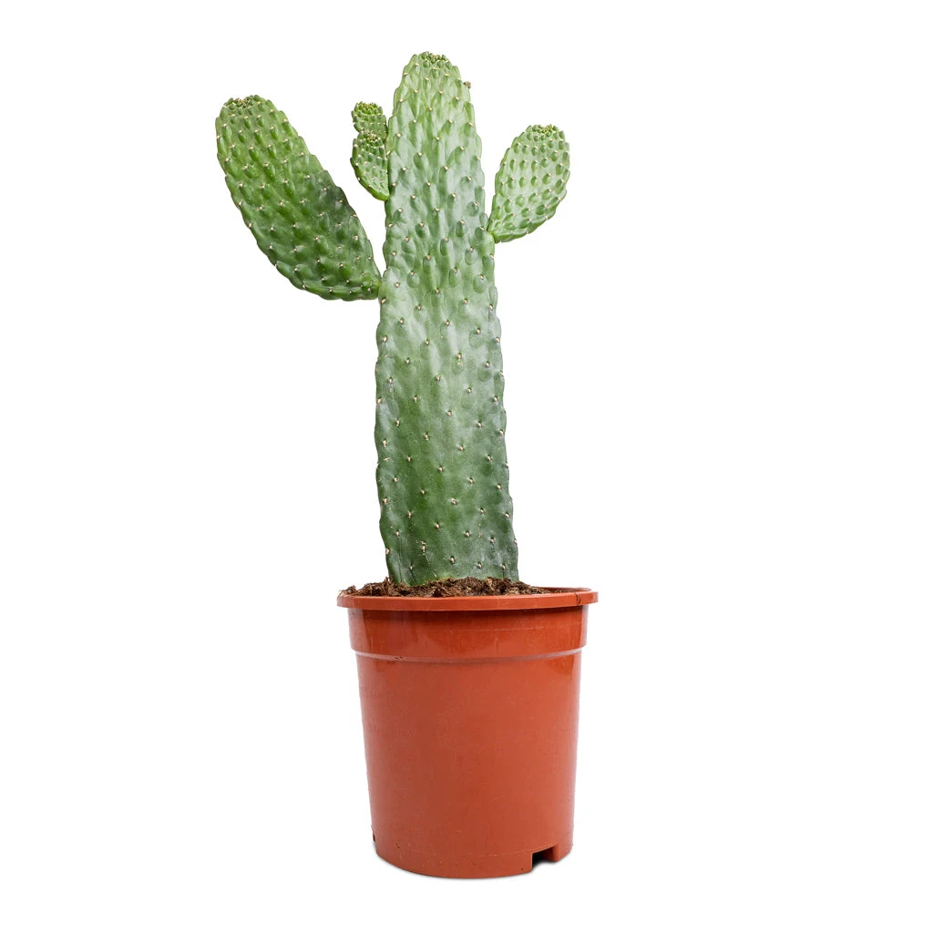 Opuntia Rubescens Consolea - Road Kill Cactus 6 Opuntia Rubescens Consolea - Road Kill Cactus - Image 4