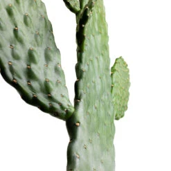 Opuntia Rubescens Consolea - Road Kill Cactus 17 Opuntia Rubescens Consolea - Road Kill Cactus -Hortology Plants Shop Opuntia rubescens Consolea Road Kill Cactus SWATCH