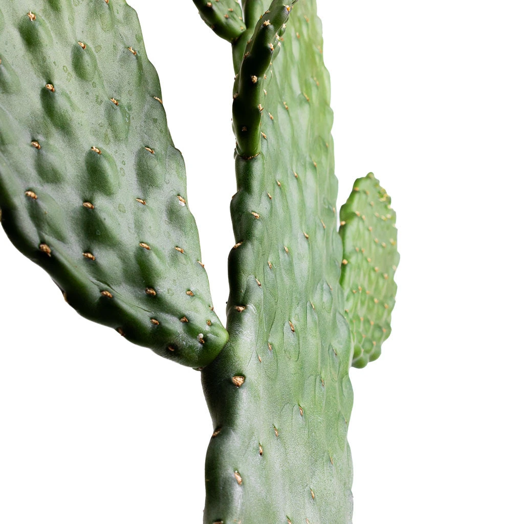 Opuntia Rubescens Consolea - Road Kill Cactus 9 Opuntia Rubescens Consolea - Road Kill Cactus - Image 7