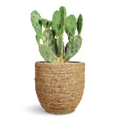 Cody Plant Pot - Straw Grass -Hortology Plants Shop Opuntia vulgaris Prickly Pear Cactus 17x50cm Cody Plant Pot Straw Grass 27x26cm 1
