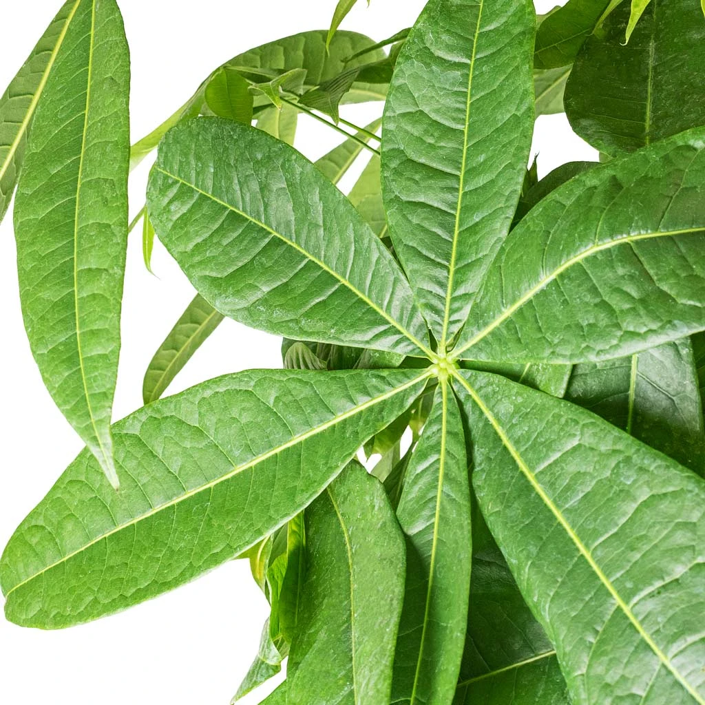 Pachira Aquatica - Money Tree 8 Pachira Aquatica - Money Tree - Image 6