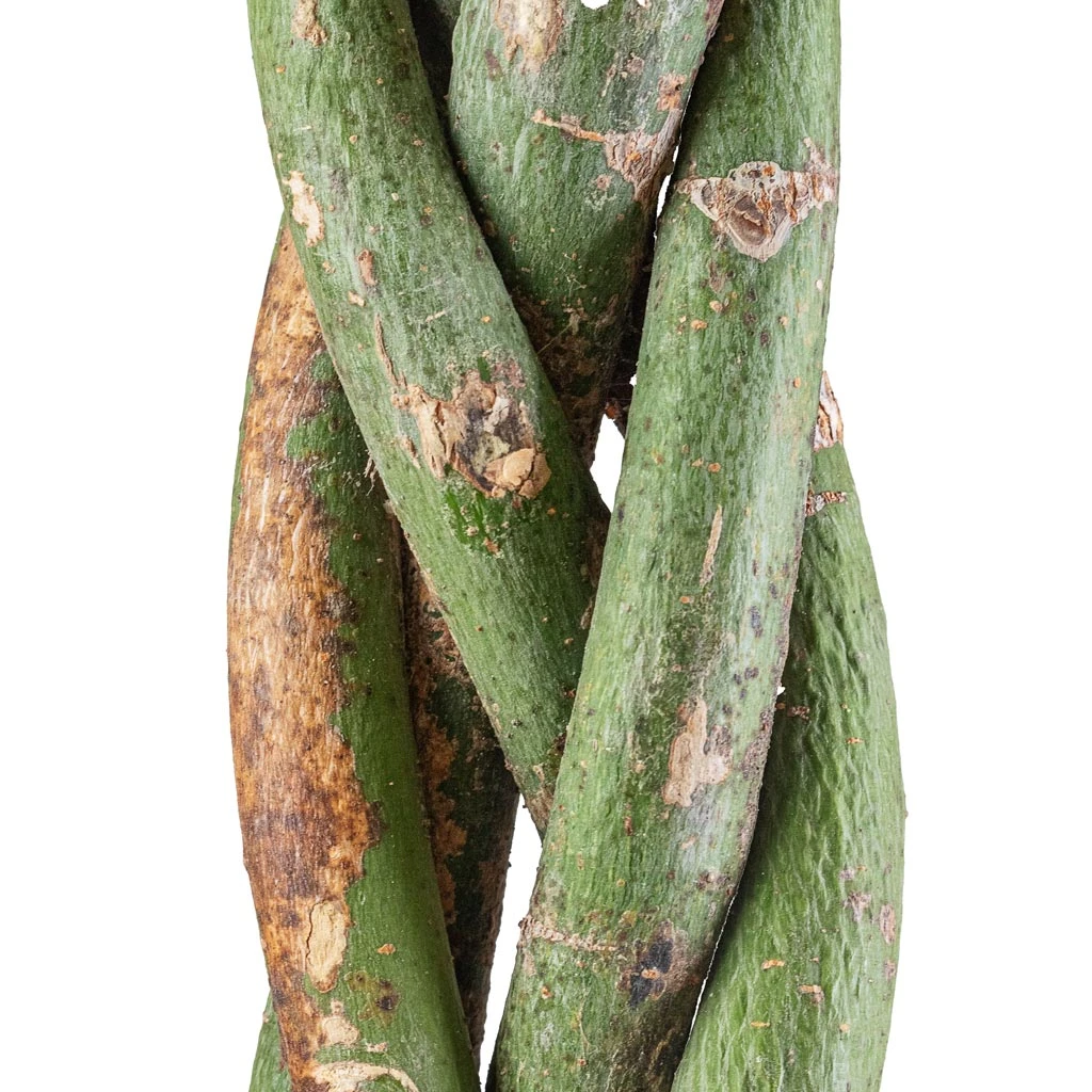 Pachira Aquatica - Money Tree 5 Pachira Aquatica - Money Tree - Image 3