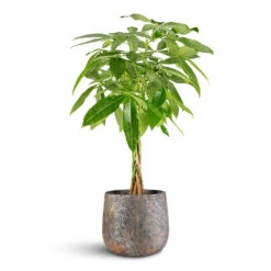 Jules Plant Pot - Smoked Earth 16 Jules Plant Pot - Smoked Earth -Hortology Plants Shop Pachira aquatica 17x75cm Jules Pot Earth 23x20cm