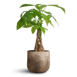 Pachira Aquatica - Money Tree 40 Pachira Aquatica - Money Tree -Hortology Plants Shop Pachira aquatica Money Tree 12x40cm Albero Plant Pot Cement 16x14cm 969eb05f c41d 4339 aa79 758a071afd3e