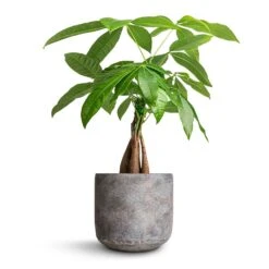 Pachira Aquatica - Money Tree 30 Pachira Aquatica - Money Tree -Hortology Plants Shop Pachira aquatica Money Tree 12x40cm Saar Plant Pot Earth Cement 16x15cm
