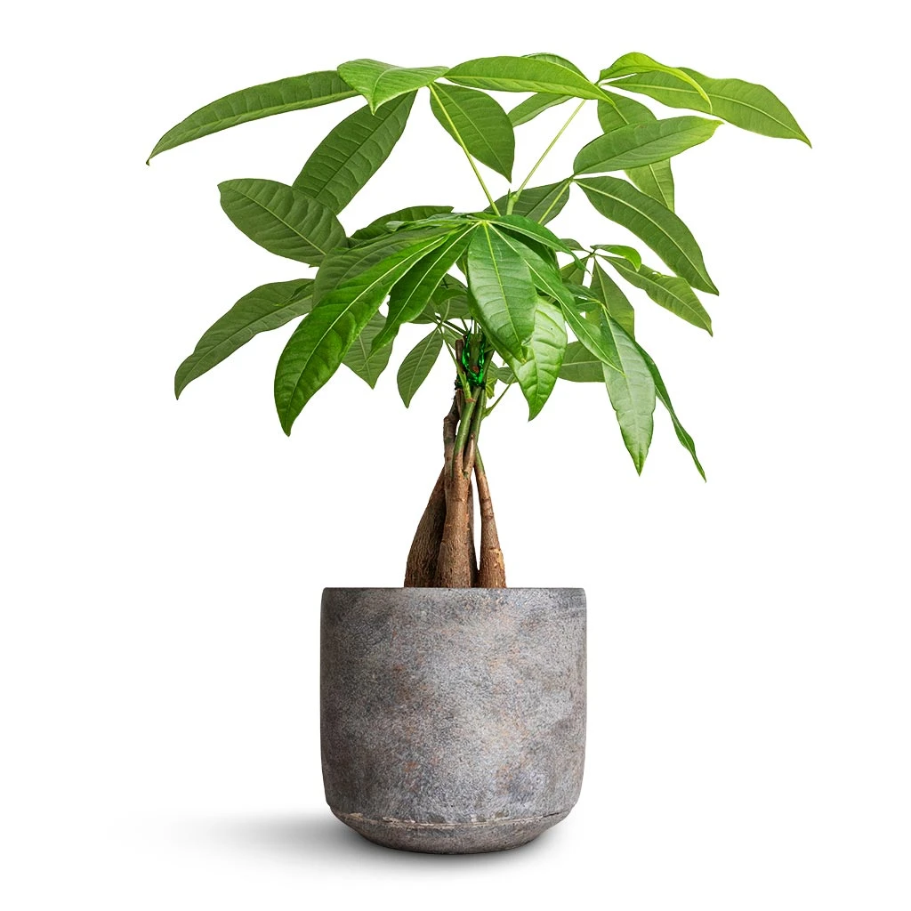 Saar Plant Pot - Earth Cement 7 Saar Plant Pot - Earth Cement - Image 5