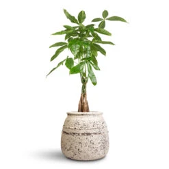 Pachira Aquatica - Money Tree 28 Pachira Aquatica - Money Tree -Hortology Plants Shop Pachira aquatica Money Tree 17x70cm Hestia Mediterranean Planter Chalk White 32x28cm