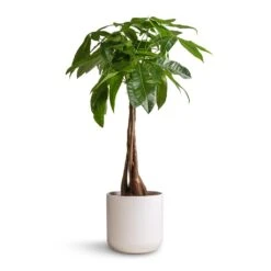 Lisbon Plant Pot - White 30 Lisbon Plant Pot - White -Hortology Plants Shop Pachira aquatica Money Tree 19x80cm Lisbon Plant Pot White 21x21cm