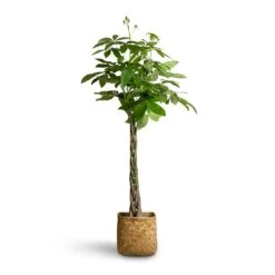 Pachira Aquatica - Money Tree 26 Pachira Aquatica - Money Tree -Hortology Plants Shop Pachira aquatica Money Tree 24x140cm Kobe Bamboo Planter 30x30x31cm