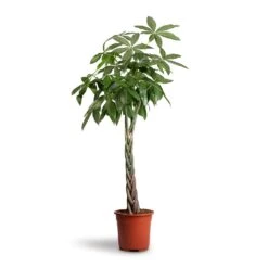 Pachira Aquatica - Money Tree 32 Pachira Aquatica - Money Tree -Hortology Plants Shop Pachira aquatica Money Tree 27x140cm