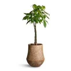 Polystone Coated Darcy Planter - Rock 14 Polystone Coated Darcy Planter - Rock -Hortology Plants Shop Pachira aquatica Money Tree 27x140cm Polystone Coated Darcy Planter Rock 47x56.5cm 25c597d1 04bc 4f86 a467 e7d20b668b97