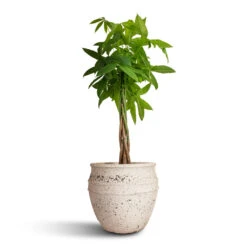 Pachira Aquatica - Money Tree 35 Pachira Aquatica - Money Tree -Hortology Plants Shop Pachira aquatica Money Tree 30x160cm Athena Mediterranean Planter Chalk White 40.5x33cm