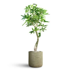 Hortology Plants Shop -Hortology Plants Shop Pachira aquatica Money Tree Artificial 150cm Dune Cylinder Planter Pistachio 38x37cm