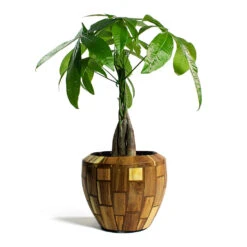 Pachira Aquatica - Money Tree 36 Pachira Aquatica - Money Tree -Hortology Plants Shop Pachira aquatica Money Tree Facets Couple Planter Jenga 2d29d23e d6e1 4afe 8f53 0492c93dabad