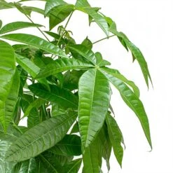 Pachira Aquatica - HydroCare -Hortology Plants Shop Pachira aquatica Money Tree Leaves 2536bafe 3989 4697 8c6a 8097cac72c2c