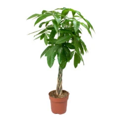 Pachira Aquatica - Money Tree 39 Pachira Aquatica - Money Tree -Hortology Plants Shop Pachira aquatica Money Tree 4335a591 4965 410a bb32 6aeca40c6190