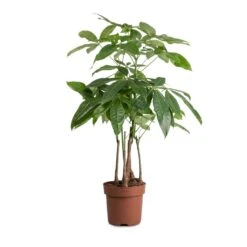 Pachira Aquatica - Multi Stem - Money Tree 15 Pachira Aquatica - Multi Stem - Money Tree -Hortology Plants Shop Pachira aquatica MultI Stem Money Tree 17x65cm 2