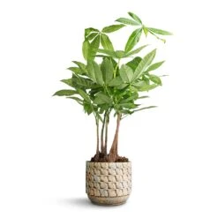 Jim Plant Pot - Shell -Hortology Plants Shop Pachira aquatica Multi Stem Money Tree 17x65cm Jim Plant Pot Shell 19x16cm