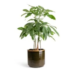 Pachira Aquatica - Multi Stem - Money Tree 22 Pachira Aquatica - Multi Stem - Money Tree -Hortology Plants Shop Pachira aquatica Multi Stem Money Tree 17x65cm Jordy Plant Pot Forest Green 23x21cm