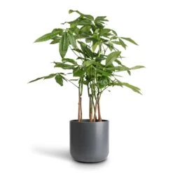Pachira Aquatica - Multi Stem - Money Tree 16 Pachira Aquatica - Multi Stem - Money Tree -Hortology Plants Shop Pachira aquatica Multi Stem Money Tree 17x65cm Lisbon Plant Pot Charcoal 21x21cm