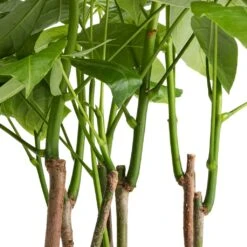Pachira Aquatica - Multi Stem - Money Tree 17 Pachira Aquatica - Multi Stem - Money Tree -Hortology Plants Shop Pachira aquatica Multi Stem Money Tree 17x65cm SWATCH