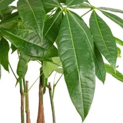 Pachira Aquatica - Multi Stem - Money Tree 19 Pachira Aquatica - Multi Stem - Money Tree -Hortology Plants Shop Pachira aquatica Multi Stem Money Tree 17x65cm SWATCH 3