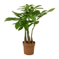 Pachira Aquatica - Multi Stem - Money Tree 20 Pachira Aquatica - Multi Stem - Money Tree -Hortology Plants Shop Pachira aquatica Multi Stem Money Tree